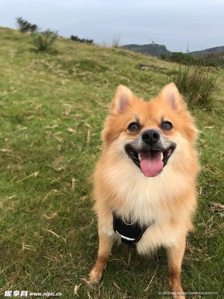 狗