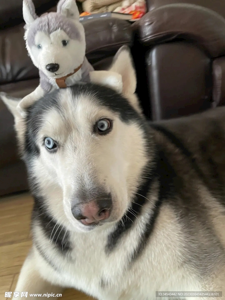 狗
