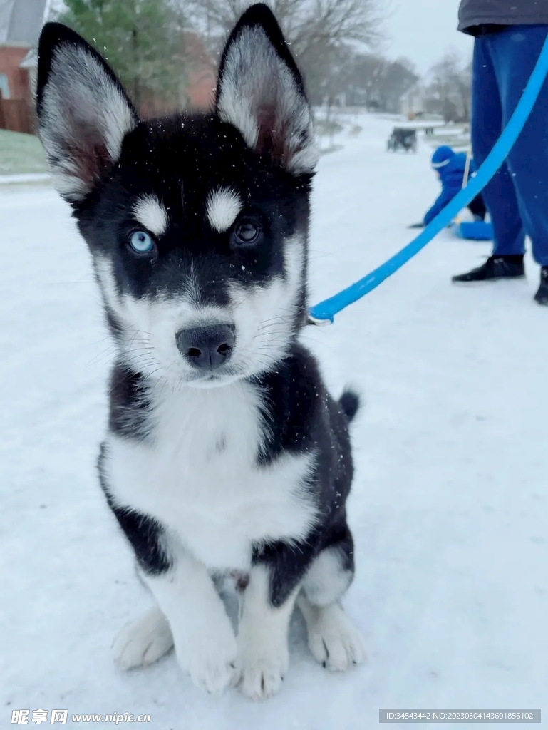 狗