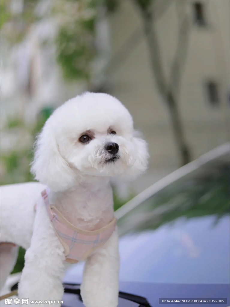 狗