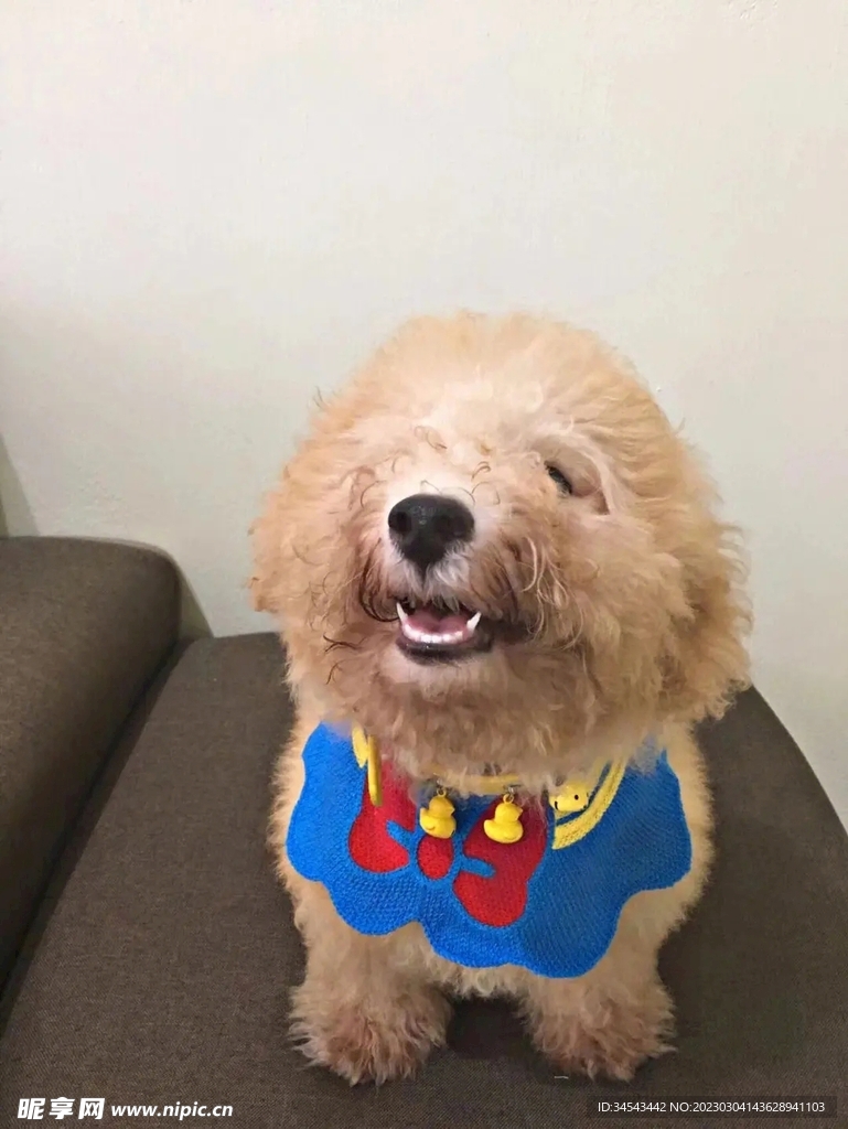 狗