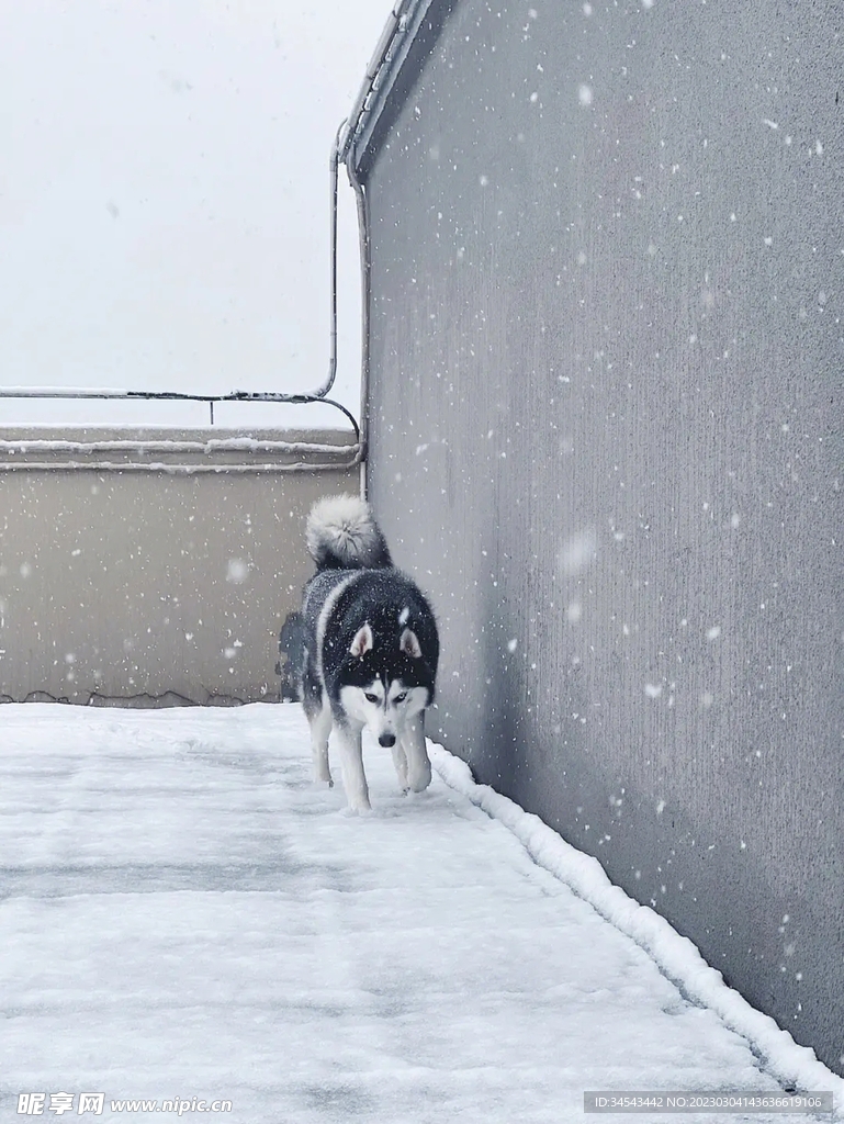 狗