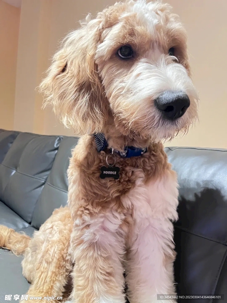狗
