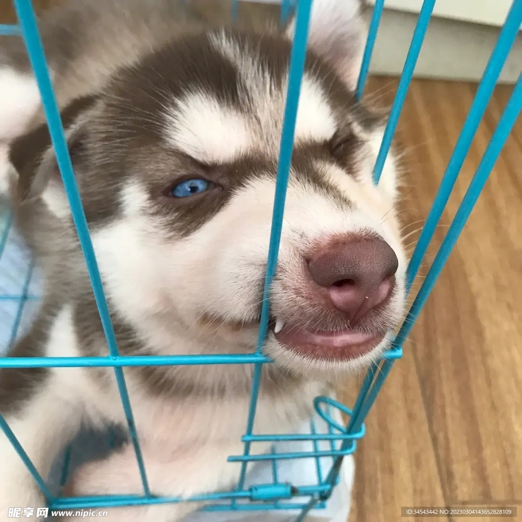 狗