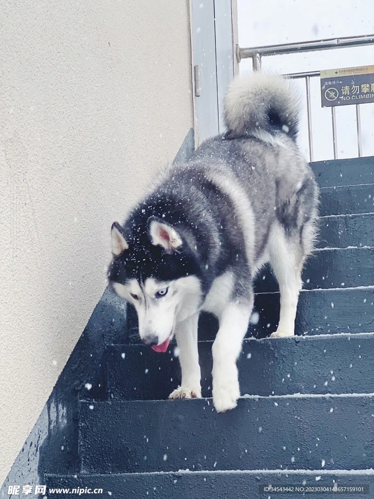 狗