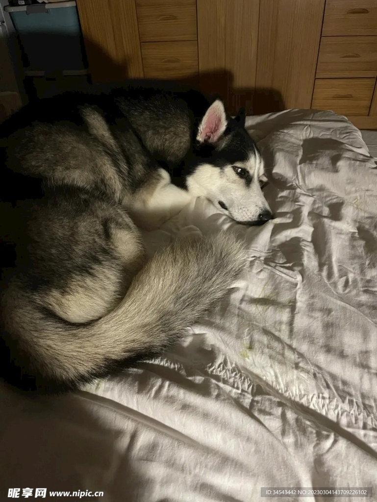 狗