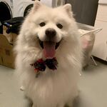 狗