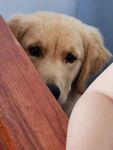 狗