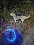 狗