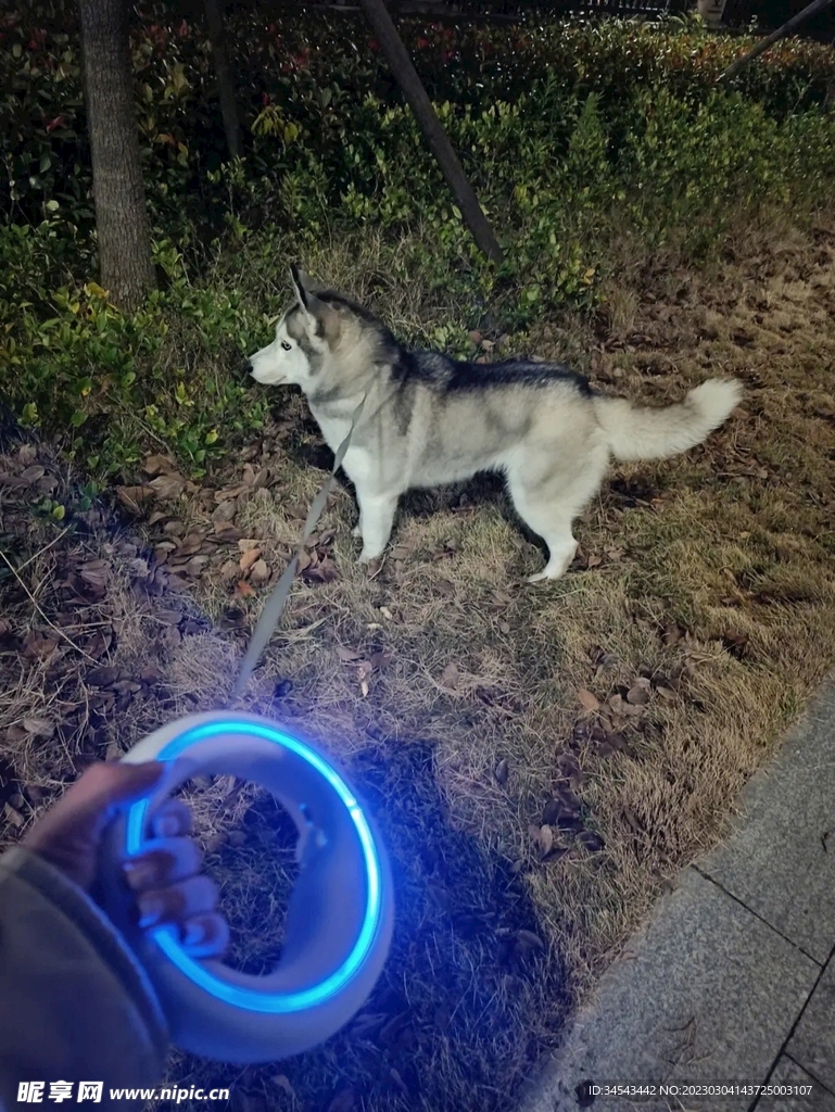狗