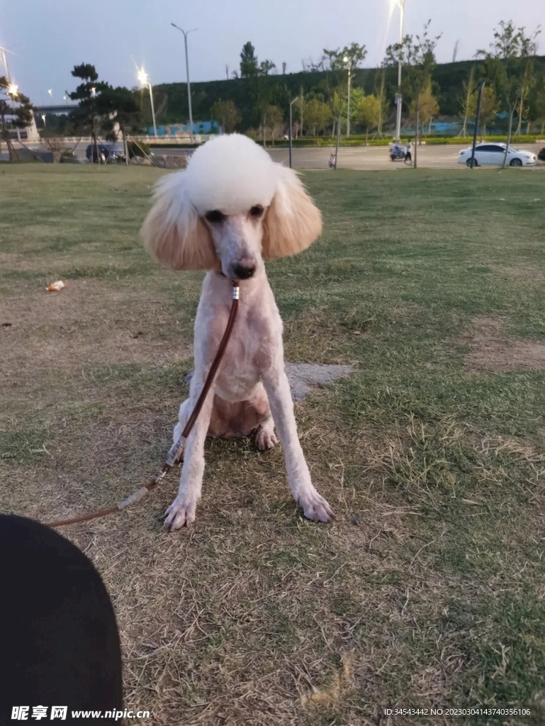 狗