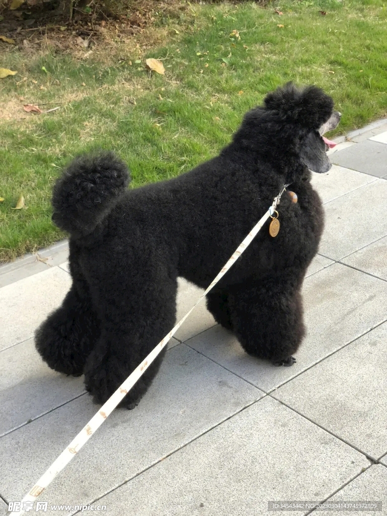 狗