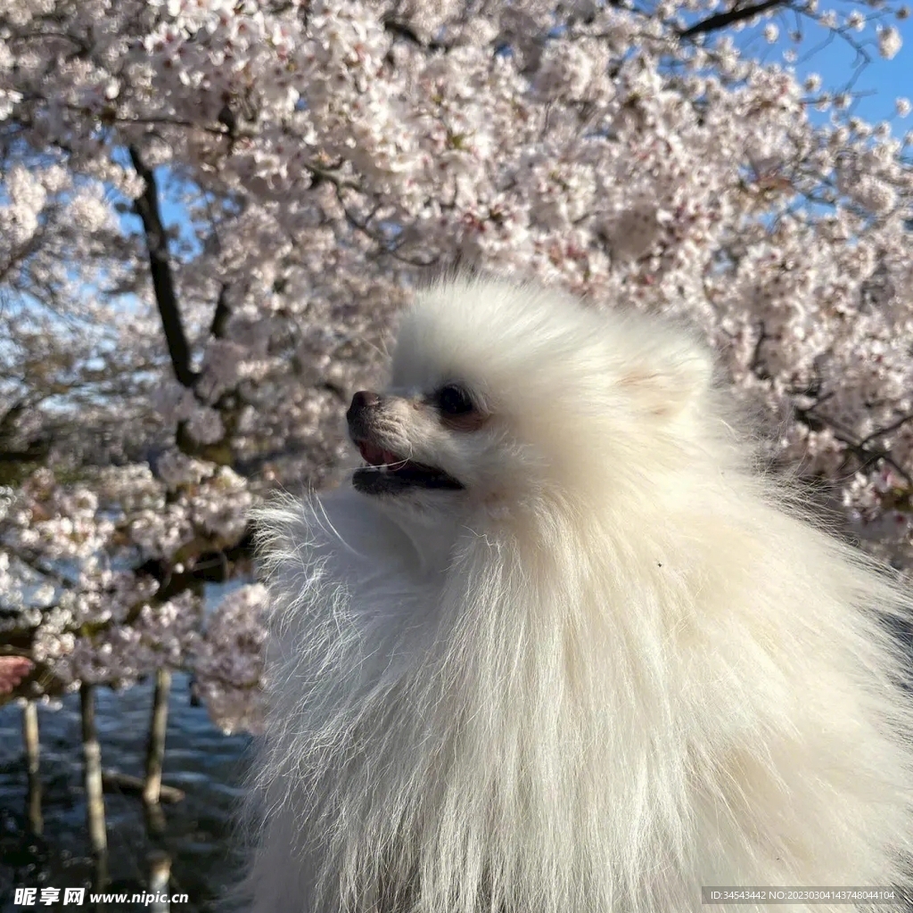 狗
