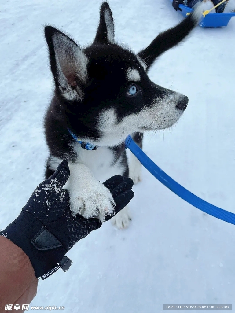 狗