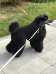 狗