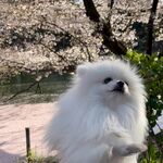 狗