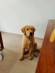 狗