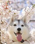 狗