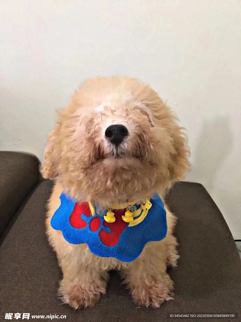 狗