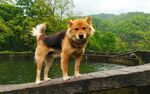 狗