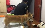 狗
