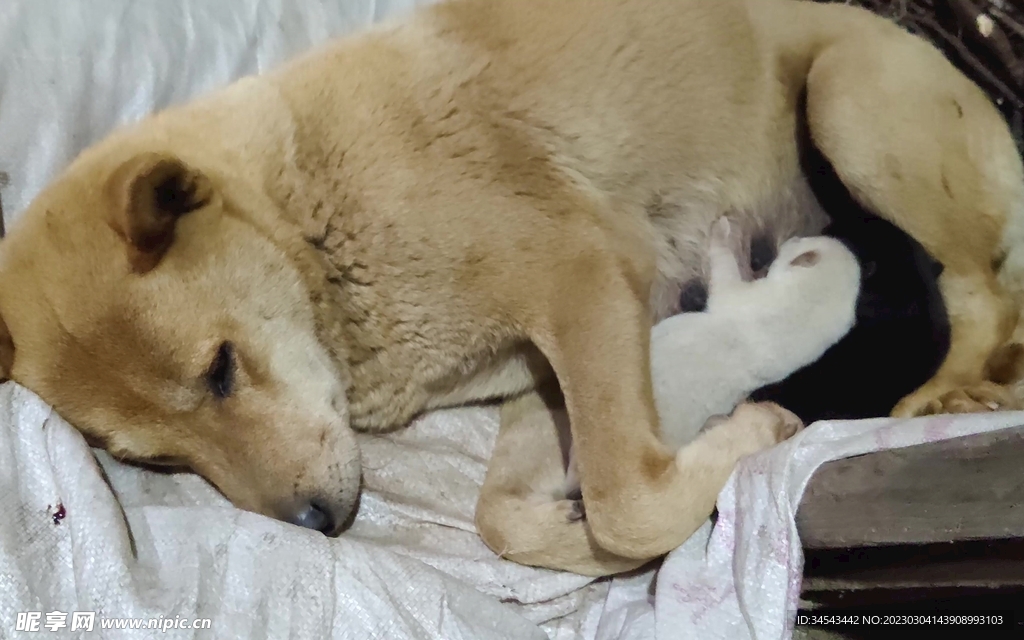 狗