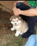 狗