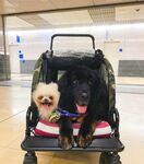 狗