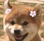 狗