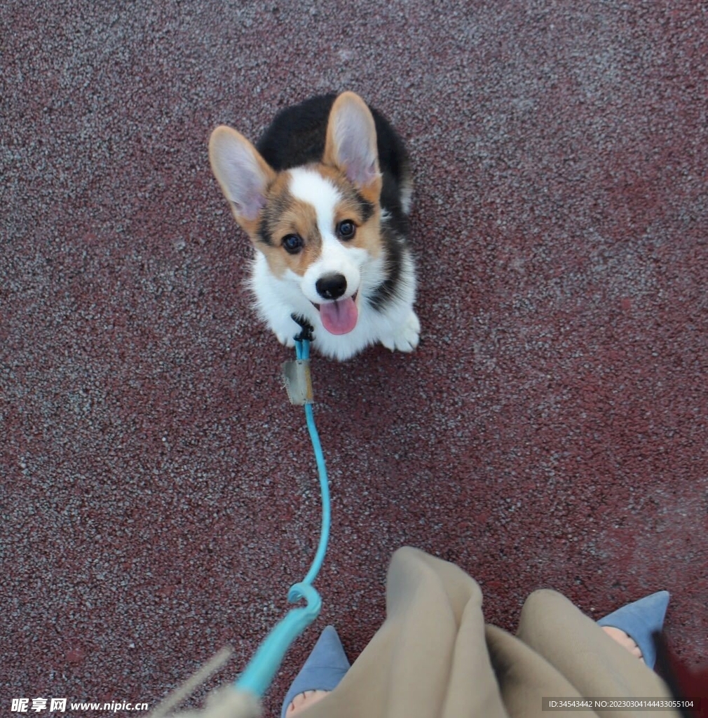 狗