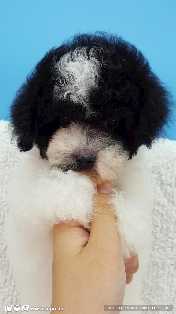 狗