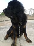 狗