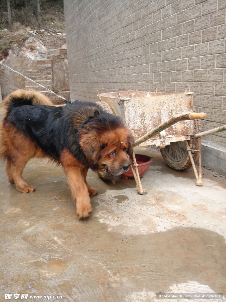 狗