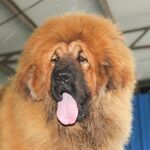 狗