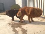 狗