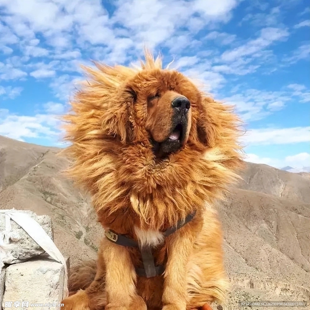 狗