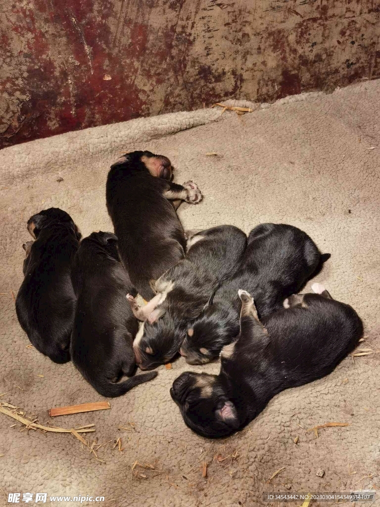 狗