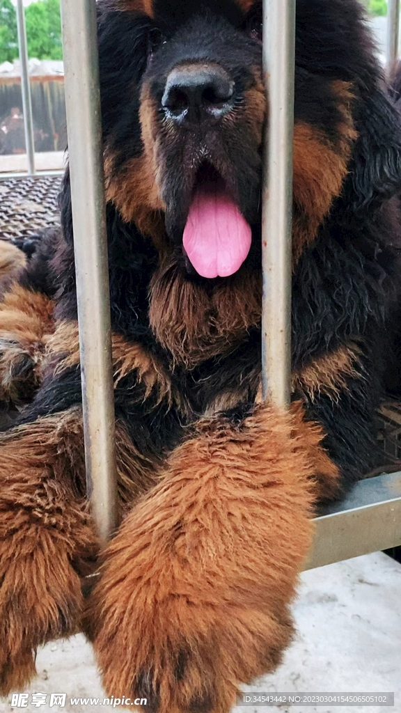 狗
