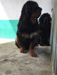 狗