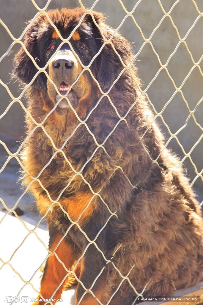 狗