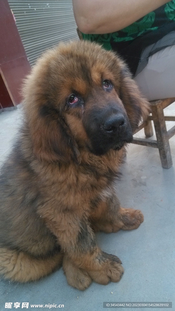 狗