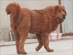 狗
