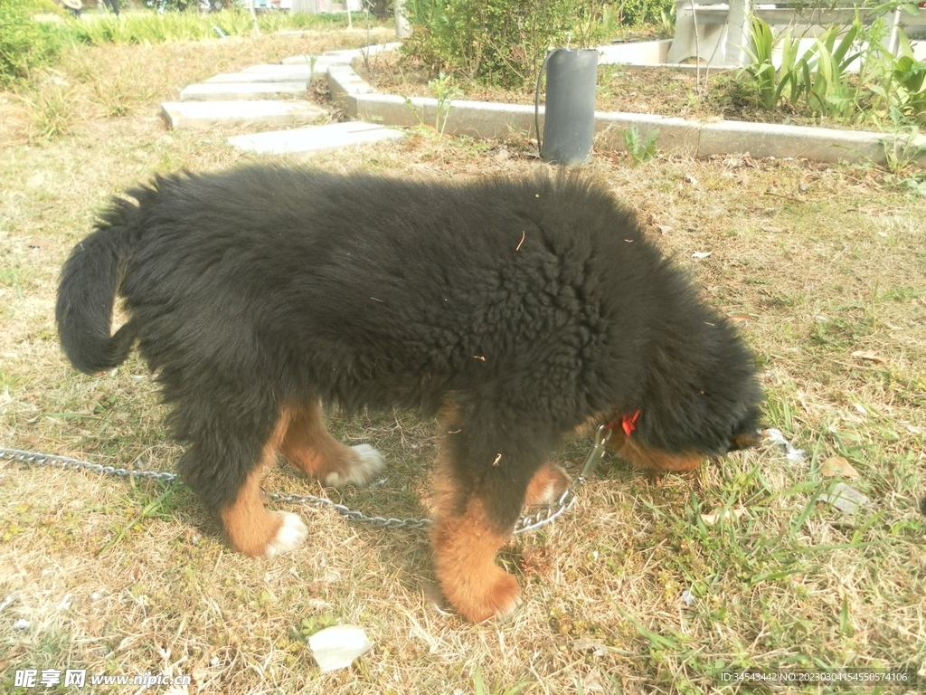 狗