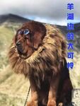 狗