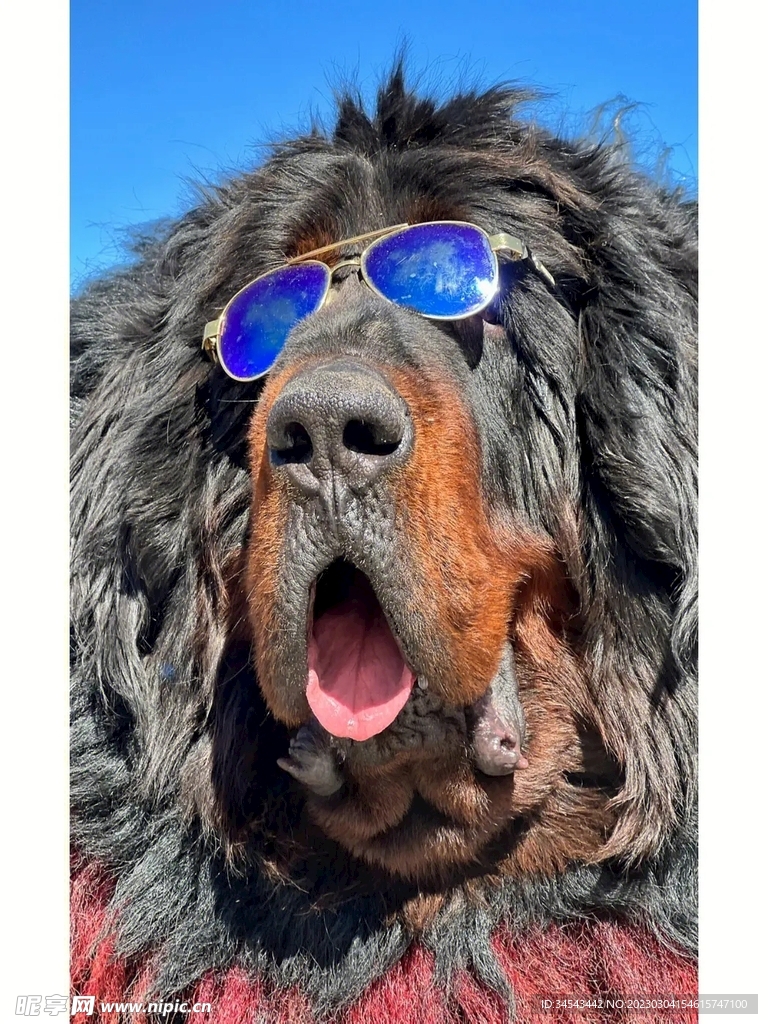 狗