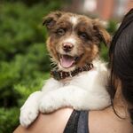 狗