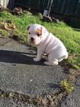 狗