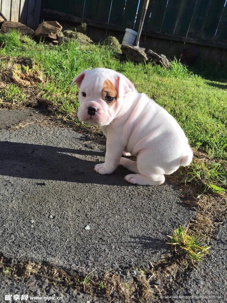 狗