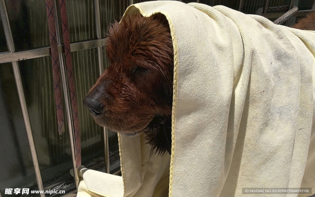 狗