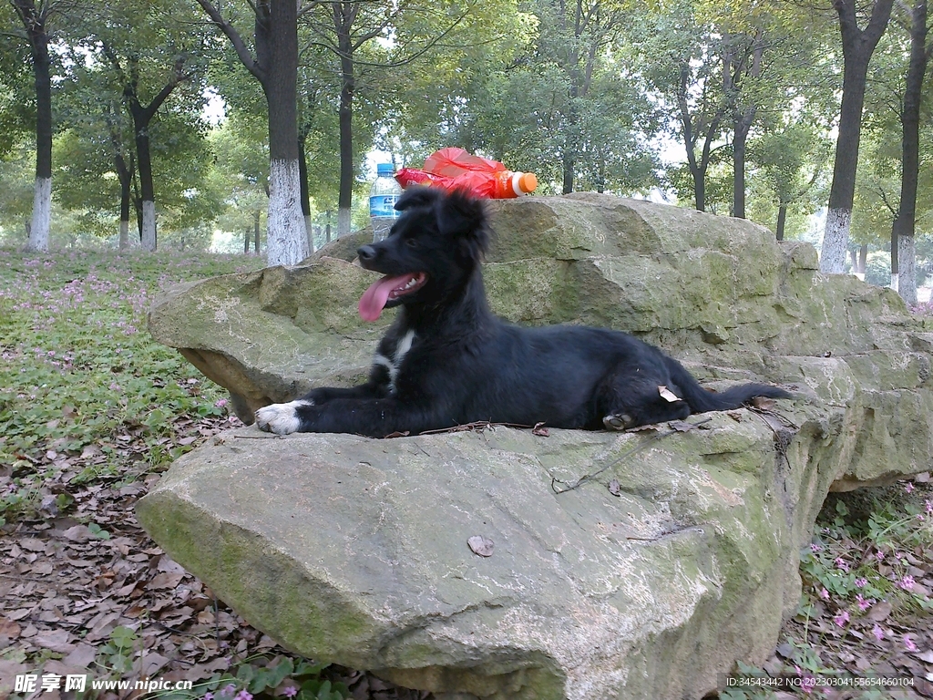 狗